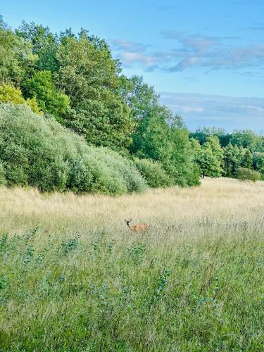 a deer running through a field of tall grass at Maison dans les bois in Couvin