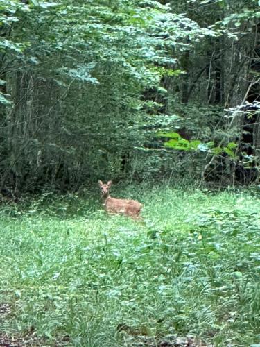 a deer standing in the grass in a field at Maison dans les bois in Couvin