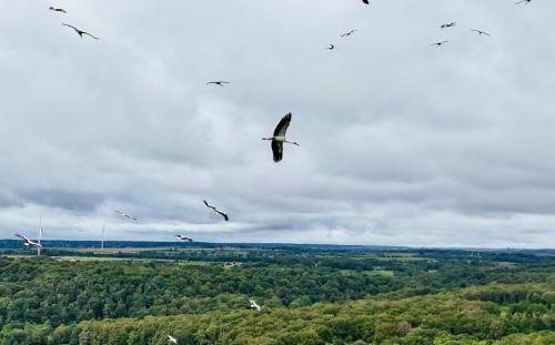 a flock of birds flying in the sky at Maison dans les bois in Couvin