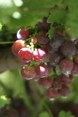 a bunch of red grapes hanging from a tree at Agriturismo Cascina Mariale in Albiano dʼIvrea