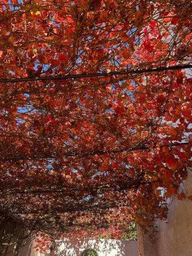 a tree with red leaves on it at Sherwood Park in Spring Terrace