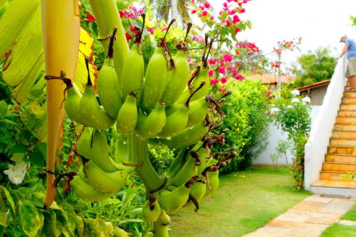 a bunch of green bananas hanging from a tree at Villa Albergaria in Flecheiras