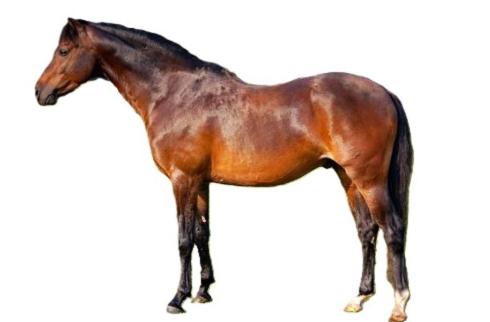 a wooden horse standing up on a white background at Hotel Calypso in Ardea
