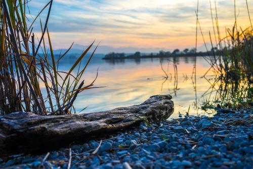 a log laying on the shore of a lake at Am See 90 in Seekirchen am Wallersee