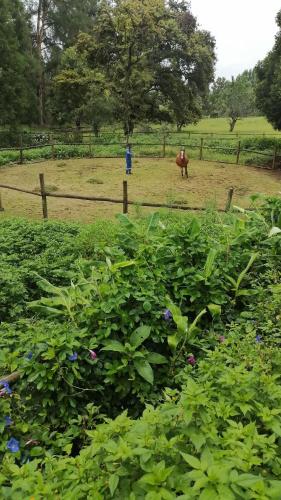 a cow in a field with a fence and flowers at The Retreat Country Lodge in Romelcoh