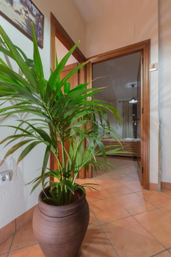 a plant in a large pot in a hallway at Casa Rural La Fuente in Segura de León