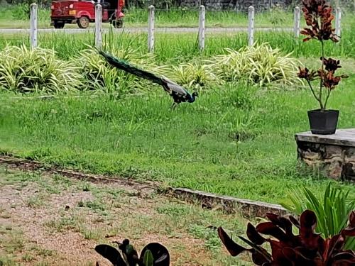 a bird flying in the grass in a yard at Arachiwil Green Nature Resort in Puttalam