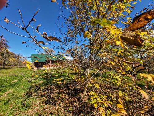 a tree with yellow leaves in front of a house at Pensiunea Agroturistică Piscul Soarelui in Cîmpulung