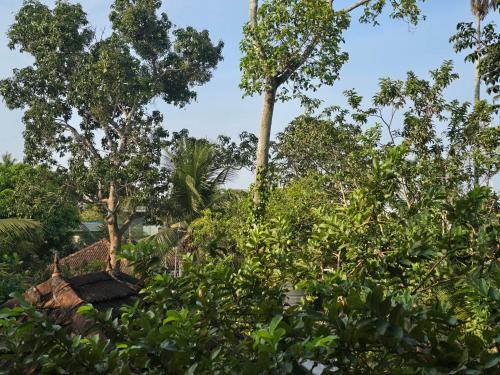 a group of trees and bushes at Bella Boutique Homestay in Alleppey