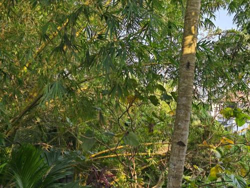 a tree in the middle of a forest of trees at Bella Boutique Homestay in Alleppey