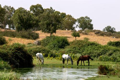 Altri animali domestici presso l'hotel o nei dintorni