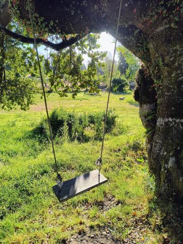 a swing hanging from a tree in a field at Casa entré Fundos in Lago Ranco