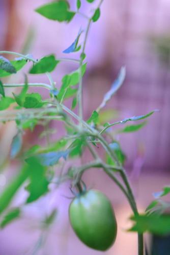 a plant with a green tomato growing on it at sajini home stay in Pilana