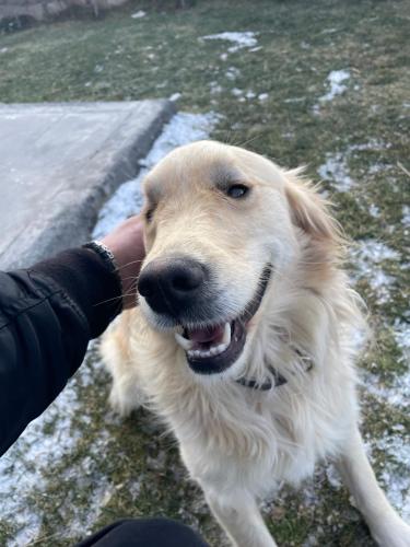 a person is petting a white dog at Villa Efes in Hisarcık