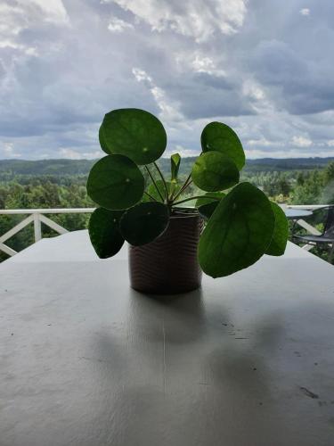 a plant in a pot sitting on top of a table at House with beautiful lake view in Alingsås
