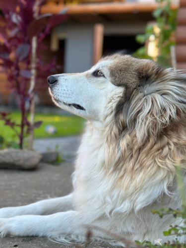 a dog sitting on the ground next to a house at Три-О Апартаменти з видом на гори, максимум для 4 гостей, 15 хв від центру in Slavske