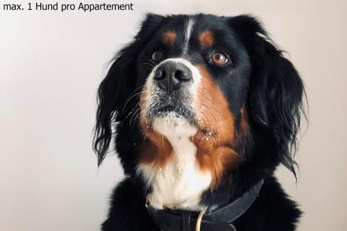 a black and brown dog wearing a collar at Appartementhaus Meeresburg in Norderney