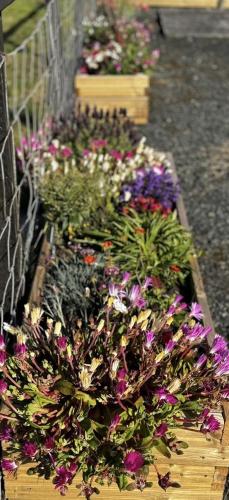 a display of flowers in a garden with purple flowers at Airyolland in Newton Stewart