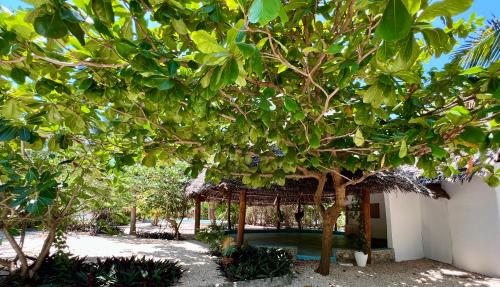 Κήπος έξω από το Sharazad Oasis Retreat