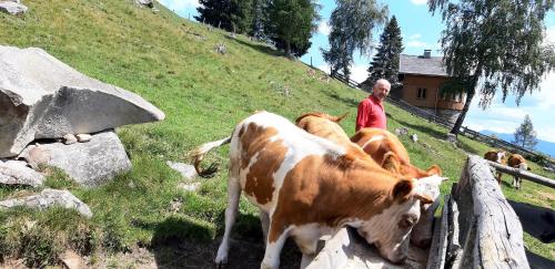 Animales en el chalet de montaña o alrededores