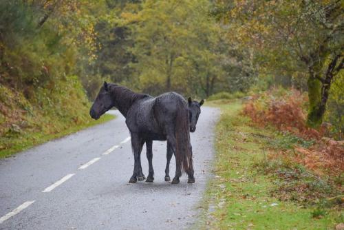 two horses standing in the middle of a road at O Pimpao in Geres
