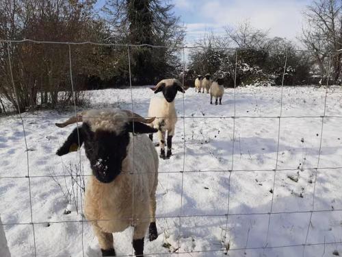 a group of sheep standing behind a fence in the snow at Les Blés Dorés et Les Graines de Lin, 2 gîtes à la Ferme avec moutons et piscine, à côté de Beaune in Corgengoux
