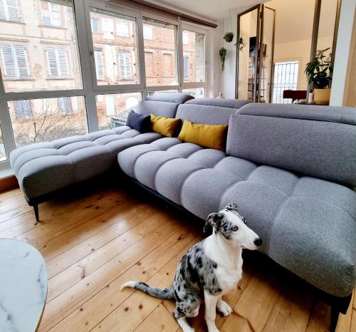 a dog sitting in front of a couch in a living room at chambres d'hotes Le 1891 in Montech