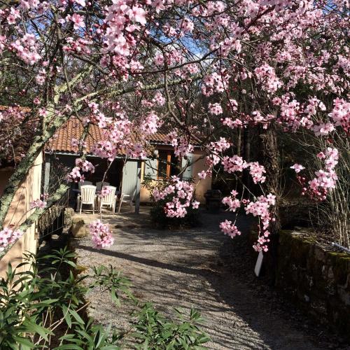 a tree with pink flowers in front of a house at Manoir de Champvert in Les Vans
