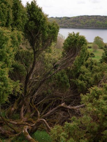 a tree that has been uprooted next to a lake at Bramslev Bakker Naturhotel in Hobro