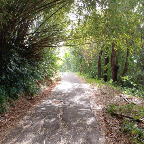 a dirt road with trees on either side at villa timokei in Fond Saint-Jacques
