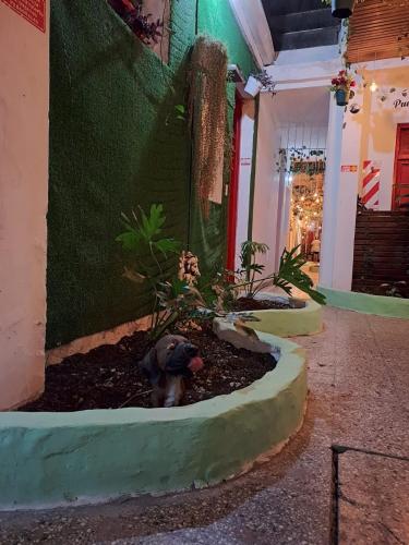 a small dog sitting in the dirt in a plant at Parque Chacabuco in Mar del Plata