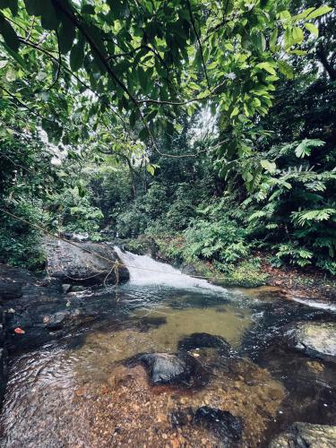 a stream in the middle of a forest at Green and Green in Vagamon