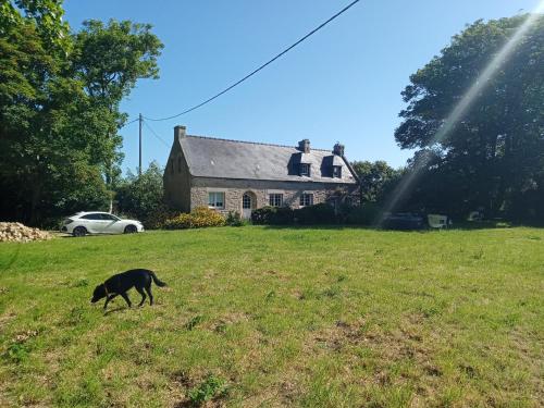 un chien marchant dans un champ devant une maison dans l'établissement Maison du manoir, à Kerlouan