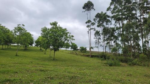 a grassy field with trees in a field at Casa de sítio com piscina aquecida lareira e fogão a lenha in Rio do Sul