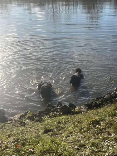 a group of ducks swimming in the water at vakantiewoning Terminus in Beernem