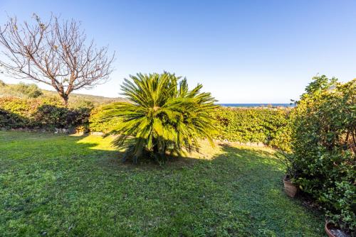 a palm tree in the middle of a yard at Lulamax Sardegna in Budoni