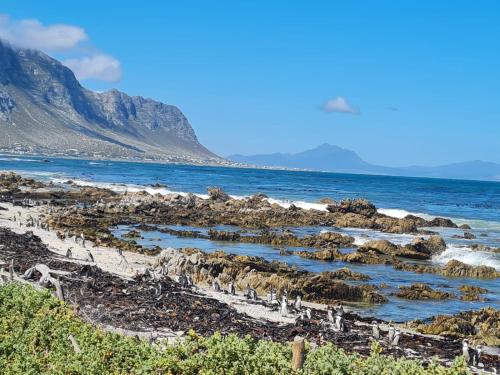a group of birds on a rocky beach at Brandys beach house bettys bay in Bettyʼs Bay