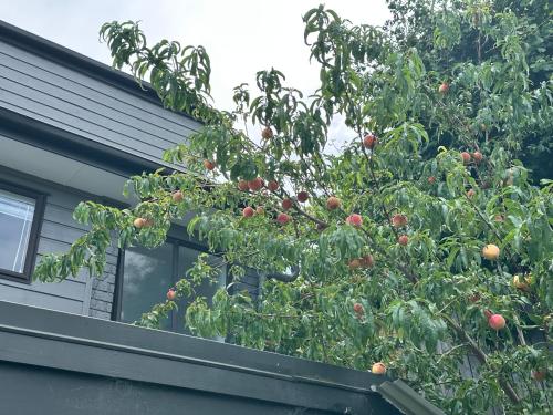 a tree with red apples on it next to a house at A Home Away from Home - Bucklands Beach Luxury 3-Bedroom Garden Villa in Auckland