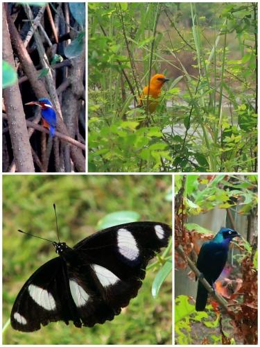 a group of four pictures with a butterfly and a bird at Afro Beach eco Resort Butre in Butre