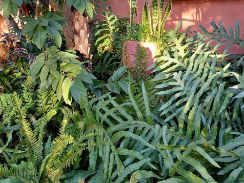 a garden with green plants and a tree at A Jungle House in Somerset West