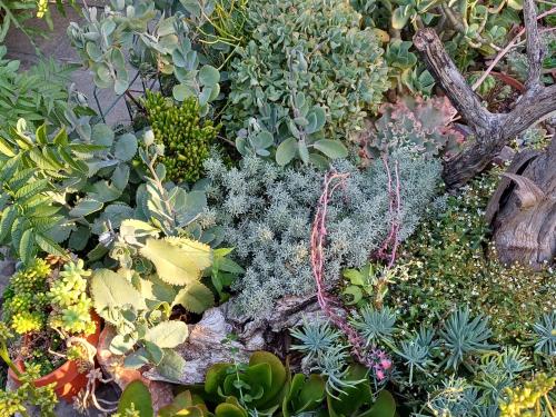 a garden of succulents and other plants at A Jungle House in Somerset West