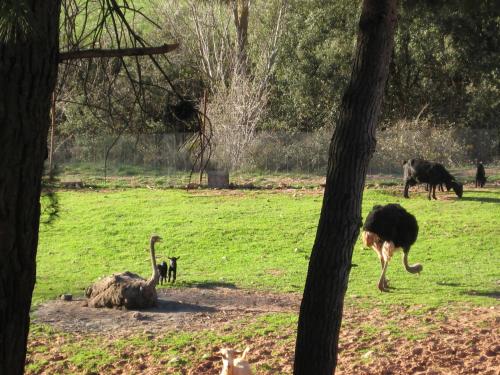 a group of ostriches in a field with trees at Hospedium Hotel Val de Pinares in Bogarra