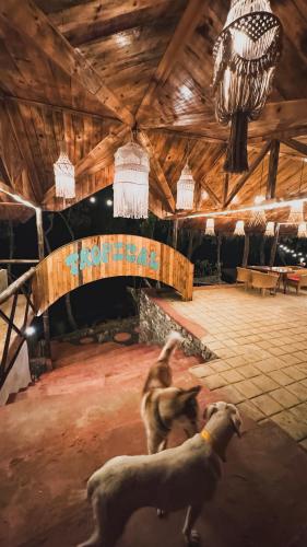 a dog standing in the middle of a room at Tropical Escape - Patal Eco Villas in Rānīpauwa