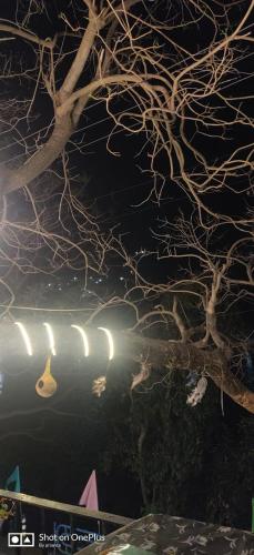 a tree with a string of lights on it at The Lake & woods in Bhīm Tāl