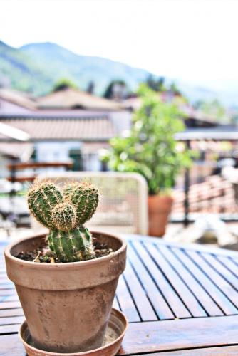 a cactus in a pot sitting on a table at Il Vecchio Comune in Santa Sofia