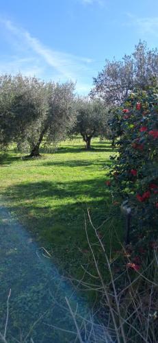 a field of grass with trees and red roses at Villetta 3 km dal mare in Castagneto Carducci