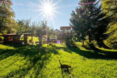 a dog walking in the grass in a field at Gästehaus Schlegel in Gunzesried