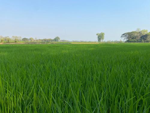 a field of green grass with trees in the background at HostelBed and Art Space Phichai in Phichai