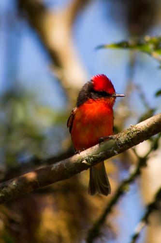 a red bird sitting on a tree branch at Hosteria Casa Silva in Checa