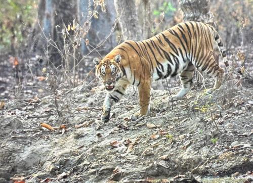 a tiger walking down a hill in the woods at Namaste Bardiya Resort in Bhurkīā